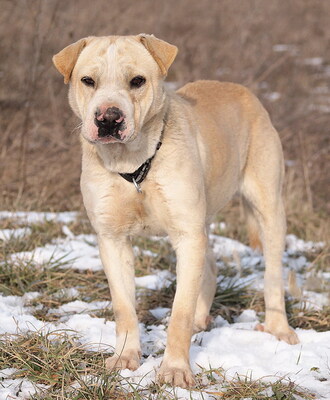 FREDDY - sehr freundlich, verschmust, temperamentvoll, fröhlich, anhänglich, ausgesprochen lernfreudig, als Zweithund nur zu einer Hündin, Mischling (Video auf HP) - Rüde