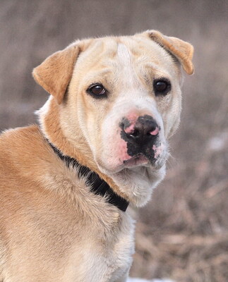 FREDDY - sehr freundlich, verschmust, temperamentvoll, fröhlich, anhänglich, ausgesprochen lernfreudig, als Zweithund nur zu einer Hündin, Mischling (Video auf HP) - Rüde