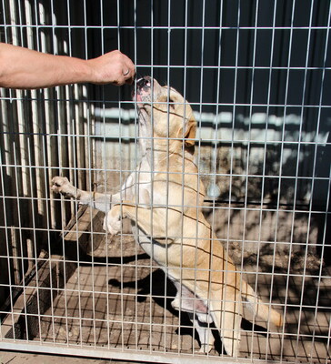 FREDDY - sehr freundlich, verschmust, temperamentvoll, fröhlich, anhänglich, ausgesprochen lernfreudig, als Zweithund nur zu einer Hündin, Mischling (Video auf HP) - Rüde