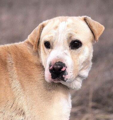 FREDDY - sehr freundlich, verschmust, temperamentvoll, fröhlich, anhänglich, ausgesprochen lernfreudig, als Zweithund nur zu einer Hündin, Mischling (Video auf HP) - Rüde