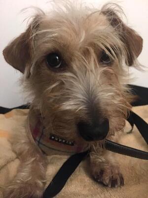 FREDY 9 Balu, Dackelterriermix - Rüde