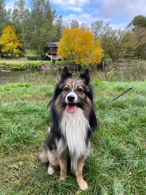 FRIDOLIN, Bordercollie-Spitzmix - Rüde