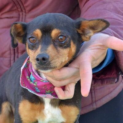 FRIEDA - Linares, Zwergpinscher - kastriert - Hündin