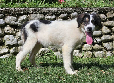FRODO - Kleines Fellknäuel sucht SEIN Zuhause, FRODO - Kleines Fellknäuel sucht SEIN Zuhause Welpen - Rüde
