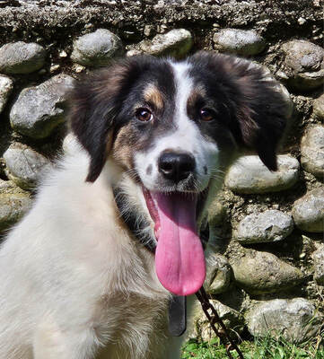 FRODO - Kleines Fellknäuel sucht SEIN Zuhause, FRODO - Kleines Fellknäuel sucht SEIN Zuhause Welpen - Rüde