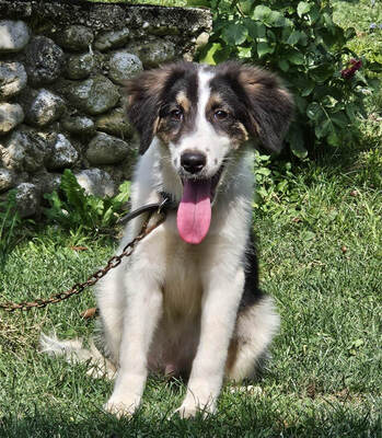 FRODO - Kleines Fellknäuel sucht SEIN Zuhause, FRODO - Kleines Fellknäuel sucht SEIN Zuhause Welpen - Rüde