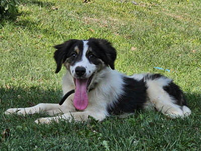 FRODO - Kleines Fellknäuel sucht SEIN Zuhause, FRODO - Kleines Fellknäuel sucht SEIN Zuhause Welpen - Rüde