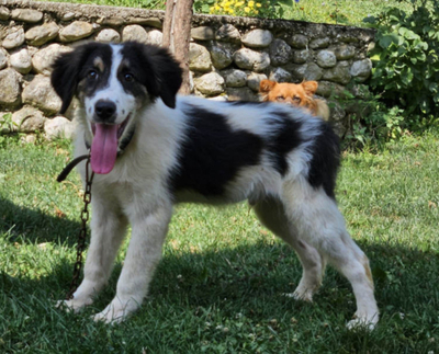 FRODO - Kleines Fellknäuel sucht SEIN Zuhause, FRODO - Kleines Fellknäuel sucht SEIN Zuhause Welpen - Rüde