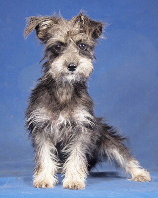 FRUTTY - R E S E R V I E R T !!!!! lebenslustig, fröhlich, verschmust, anhänglich, bewegungsfreudig, intelligent, Zwergschnauzer Mischling Welpen - Hündin