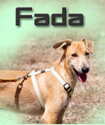 Fada - ein quirliges Hundemädchen, Mischling - Hündin