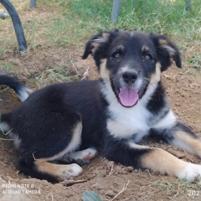 Fae / Reserviert, Mischling Welpen - Hündin