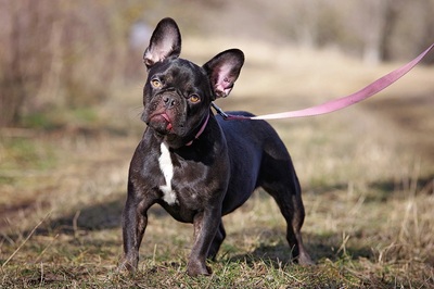 Faeni, FRANZÖSISCHE BULLDOGGE - Hündin