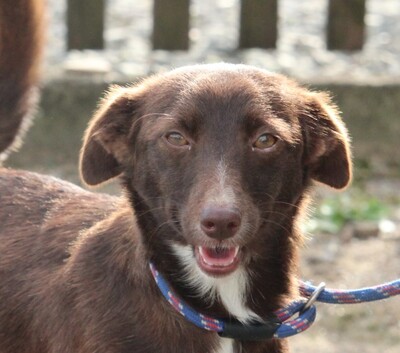 Faina, Mischling Welpen - Hündin