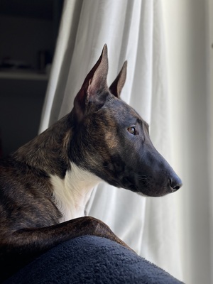 Falco, vermutlich Bullterrier-Malinois - Rüde