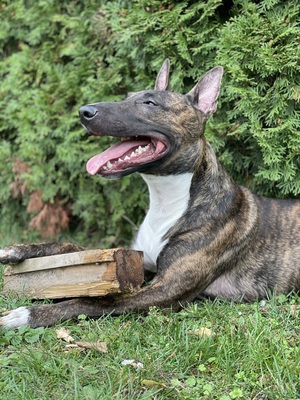 Falco, vermutlich Bullterrier-Malinois - Rüde