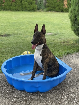 Falco, vermutlich Bullterrier-Schäfer - Rüde