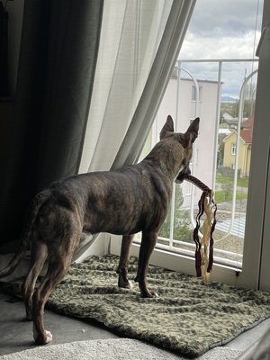 Falco, vermutlich Bullterrier-Schäfer - Rüde