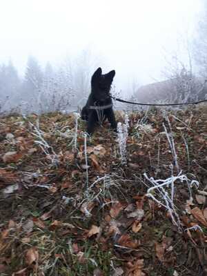 Falco vom silbernen Dunjastern, Deutscher Schäferhund Welpen - Rüde 1