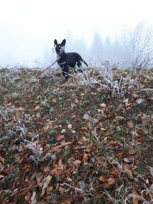 Falco vom silbernen Dunjastern, Deutscher Schäferhund Welpen - Rüde