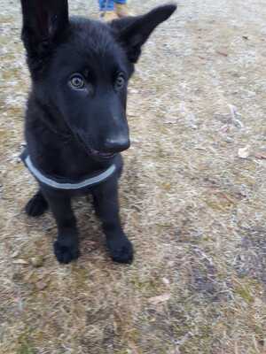 Falco vom silbernen Dunjastern, Deutscher Schäferhund Welpen - Rüde