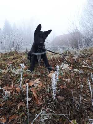 Falco vom silbernen Dunjastern, Deutscher Schäferhund Welpen - Rüde