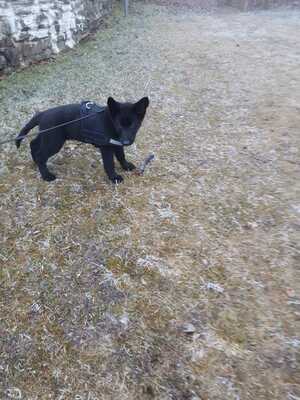 Falco vom silbernen Dunjastern, Deutscher Schäferhund Welpen - Rüde