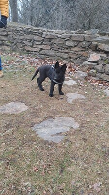 Falco vom silbernen Dunjastern, Deutscher Schäferhund Welpen - Rüde