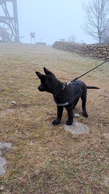 Falco vom silbernen Dunjastern, Deutscher Schäferhund Welpen - Rüde