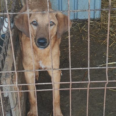 Fami, ubekannt - Hündin