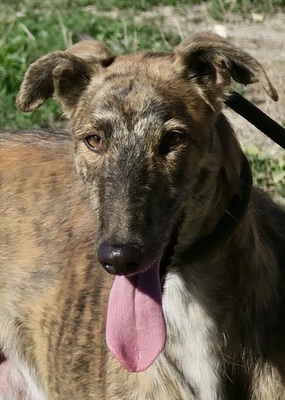Fandango, Galgo Espanol Greyhound Mix - Rüde
