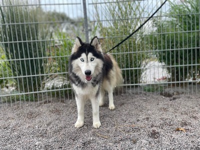 Fang, Malamut (-Mischling) - Rüde