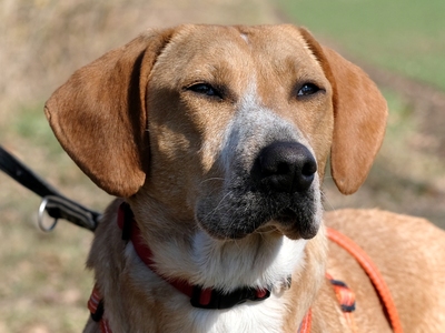 Fania, Labrador-Mix - Hündin