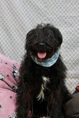 Fanny, Bearded-Collie-Mischling - Hündin