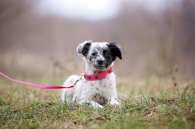 Fanny, Spaniel Mischling Welpen - Hündin