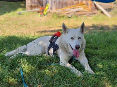 Fargo, Husky Mix - Rüde