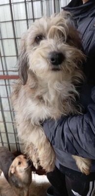 Fari – eine zarte Seele auf der Suche nach ihrem Für-immer-Zuhause