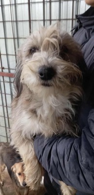 Fari – eine zarte Seele auf der Suche nach ihrem Für-immer-Zuhause, Mischling - Hündin