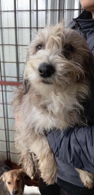 Fari – eine zarte Seele auf der Suche nach ihrem Für-immer-Zuhause, Mischling - Hündin