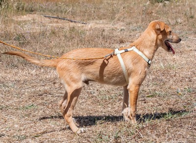 Fausto - ein munterer Geselle, Mischling - Rüde