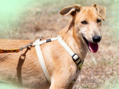 Fausto - ein munterer Geselle, Mischling - Rüde