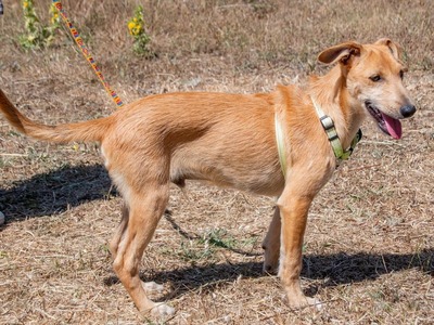 Fausto - ein munterer Geselle, Mischling - Rüde