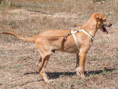 Fausto - ein munterer Geselle, Mischling - Rüde