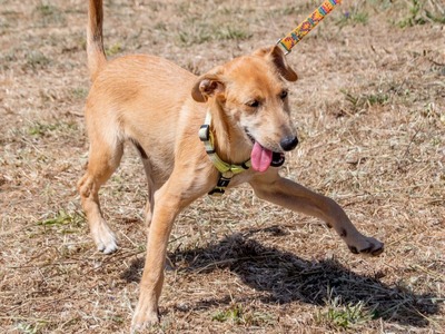 Fausto - ein munterer Geselle, Mischling - Rüde