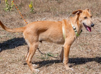 Fausto - ein munterer Geselle, Mischling - Rüde