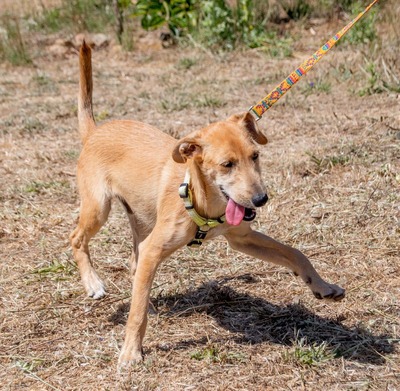 Fausto - kleiner Kämpfer mit großem Herz, Mischling - Rüde