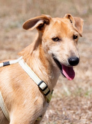 Fausto - kleiner Kämpfer mit großem Herz, Mischling - Rüde