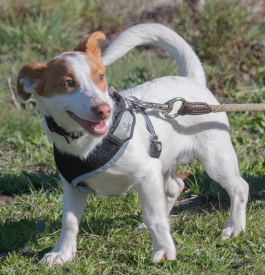 Fausto – lieb, verschmust, temperamentvoll, Mischling - Rüde