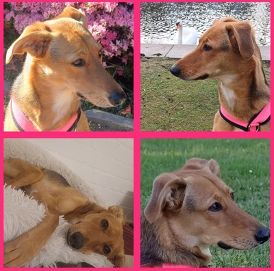 Faye, Windhund Mischling - Hündin