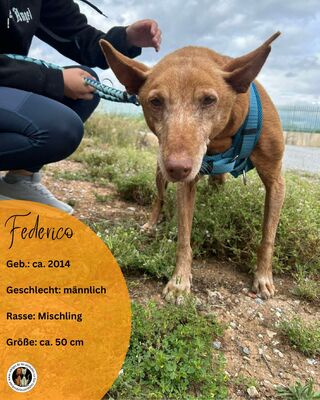 Federico
