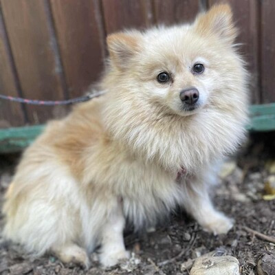 😍Fefa Pomeranian sucht eine geduldige Familie, bei der sie noch einmal ganz von vorne anfangen kann 💥, Pomeranian - Hündin